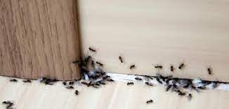 طريقة للتخلص من النمل في البيت
