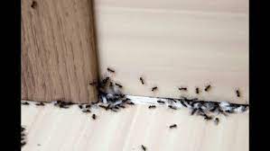 كيفية التخلص من النمل نهائيًا