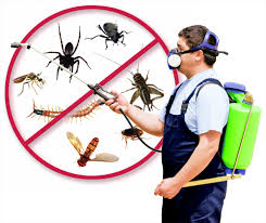 ما هي أفضل شركات مكافحة حشرات في دبي