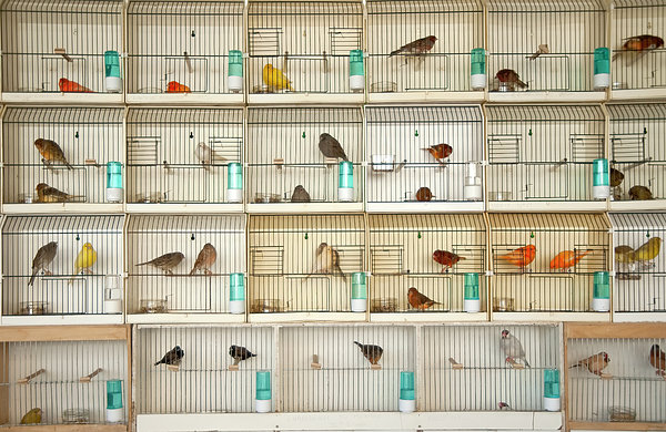 أفضل محلات طيور في الشارقة الإمارات