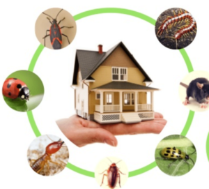 أبرز شركات مكافحة الحشرات دبي